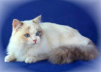 BLUE CREAM LYNX (BLUE TORBIE) - MODRÁ ŽELVOVINOVÁ S KRESBOU