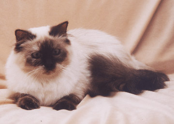 CHOCOLATE TORTIE - ČOKOLÁDOVÁ ŽELVOVINOVÁ