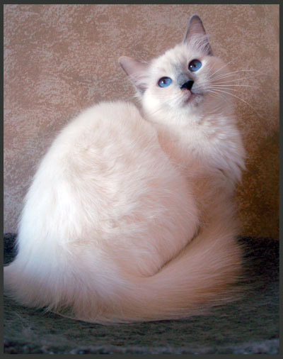 LILAC CREAM - LILOVÁ ŽELVOVINOVÁ