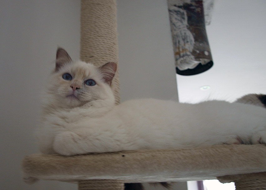 LILAC CREAM LYNX (LILAC TORBIE) - LILOVÁ ŽELVOVINOVÁ S KRESBOU