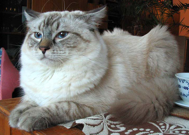 SEAL LYNX - ČERNOHNĚDÁ S KRESBOU