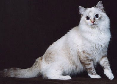 SEAL TORTIE LYNX (SEAL TORBIE) - ČERNOHNĚDÁ ŽELVOVINOVÁ S KRESBOU