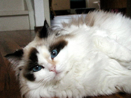 SEAL TORTIE - ČERNOHNĚDÁ ŽELVOVINOVÁ