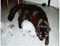Buckwheat with her kittens