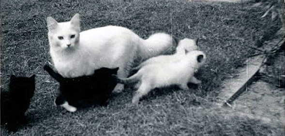 Josephine, the founding cat of the Ragdoll breed