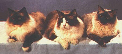 The three legendary Ragdolls: Pip, Floppy and Happy