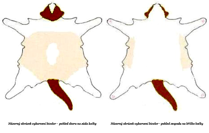 Ragdoll bicolor
